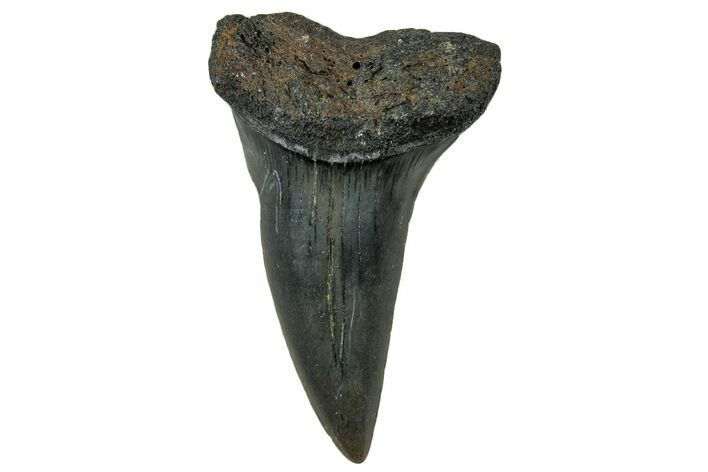 Fossil Mako Tooth - Lee Creek (Aurora), NC #300580